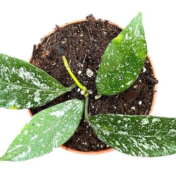 Hoya multiflora 'Silver Splash'