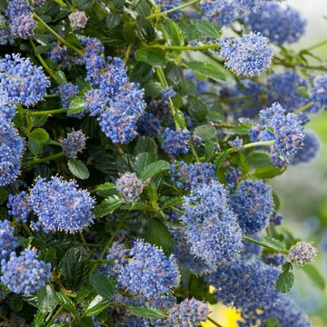 Ceanothus thyrsiflorus repens