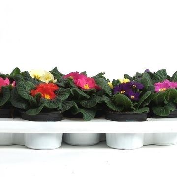 Primula ACAULIS MIX