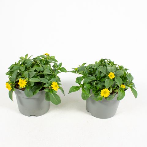 Sanvitalia procumbens 'Cuzco'
