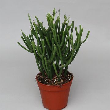 Euphorbia tirucalli