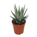 Haworthia fasciata 'Big Band'