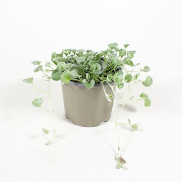 Dichondra argentea 'Silver Falls'