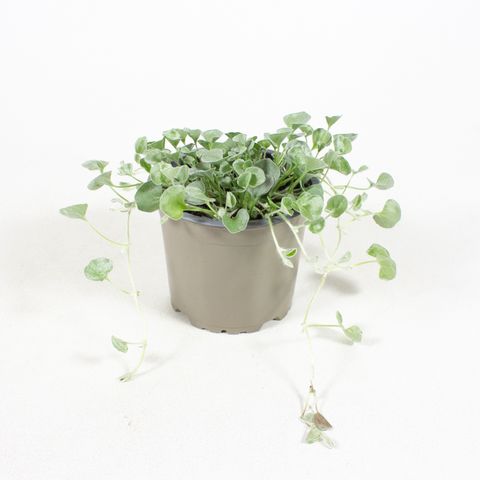 Dichondra argentea 'Silver Falls'