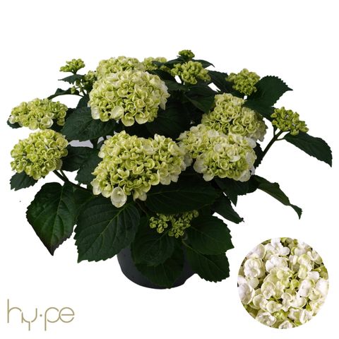 Hydrangea macrophylla CURLY WURLY WHITE