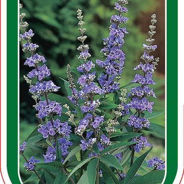 Vitex agnus-castus latifolia