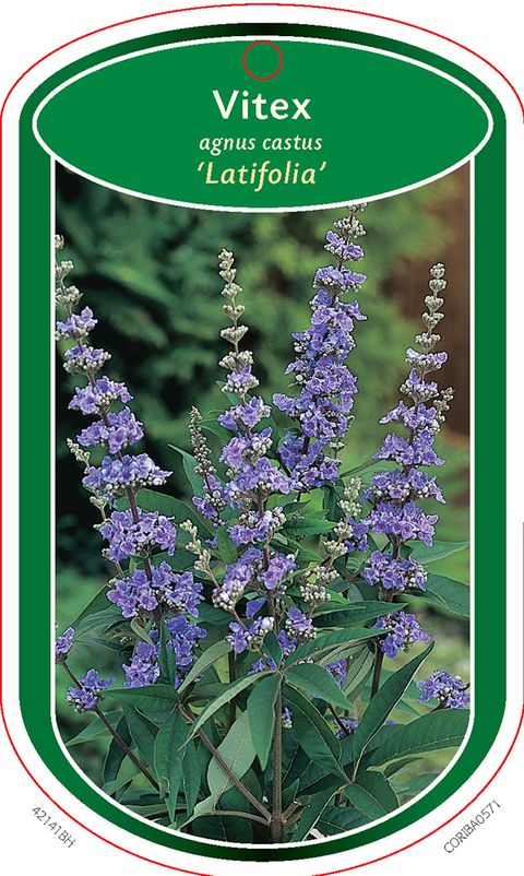 Vitex agnus-castus latifolia