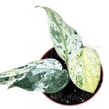 Scindapsus 'Jade Satin Marble'