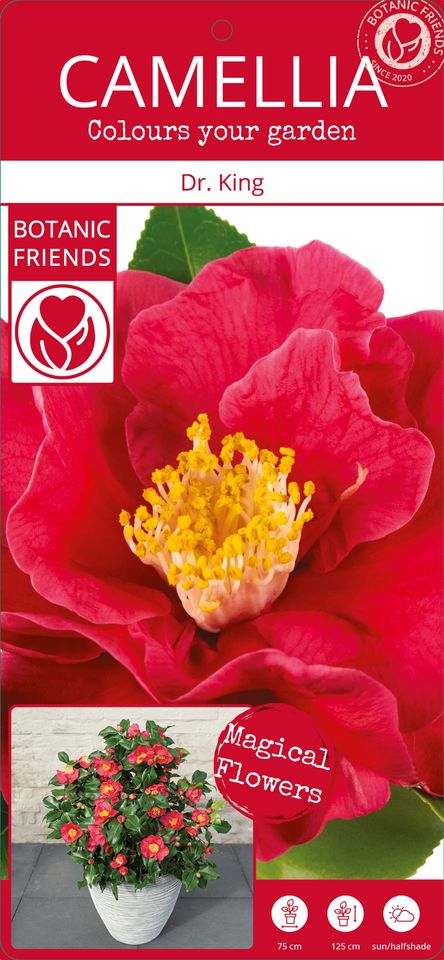 Camellia japonica 'Dr. King'