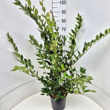 Ligustrum lucidum