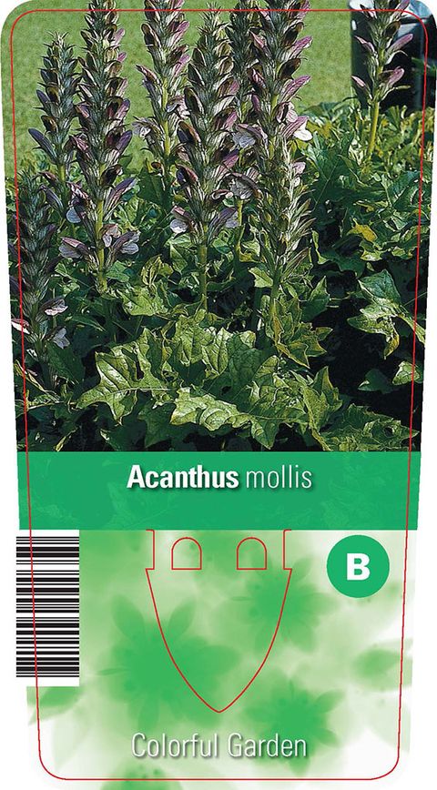 Acanthus mollis