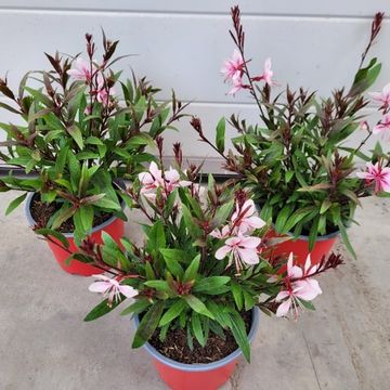 Gaura lindheimeri 'Steffi Blush Pink Impr.'