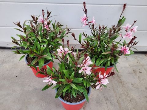 Gaura lindheimeri 'Steffi Blush Pink Impr.'