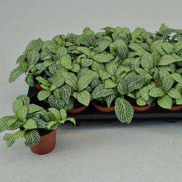 Fittonia 'White Anne'