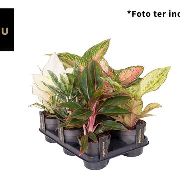 Aglaonema MIX