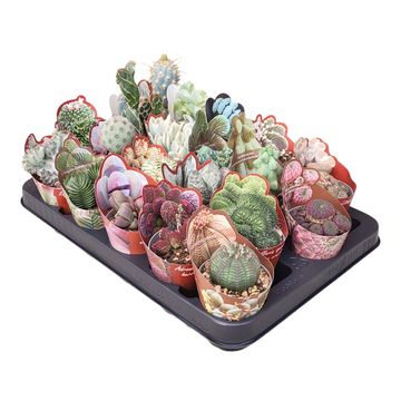 Cactus / Succulents MIX