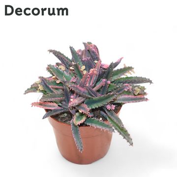 Kalanchoe daigremontiana 'Pink Butterflies'