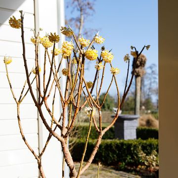 Edgeworthia chrysantha 'Grandiflora'