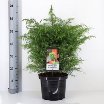 Cryptomeria japonica 'Elegans Viridis'