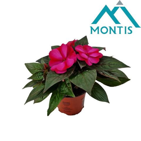 Impatiens COLORPOWER MAGENTA RED FLAME