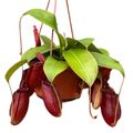 Nepenthes 'Bloody Mary'