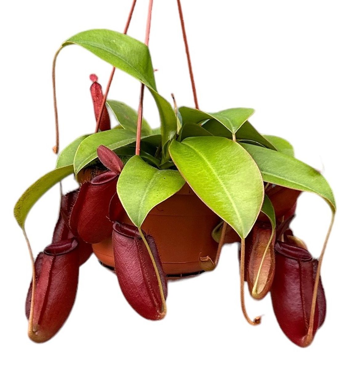 洋楽 anesthesy Nepenthes 'Bloody Mary' — Растения Оптовая FlorAccess