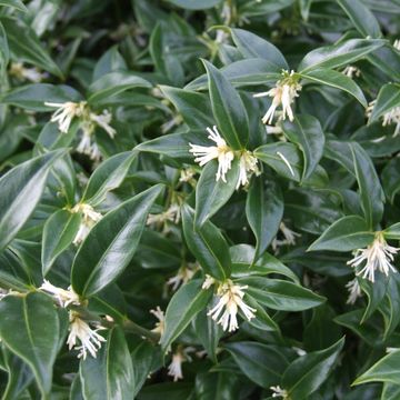 Sarcococca hookeriana humilis