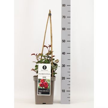 Rosa FLORENTINA