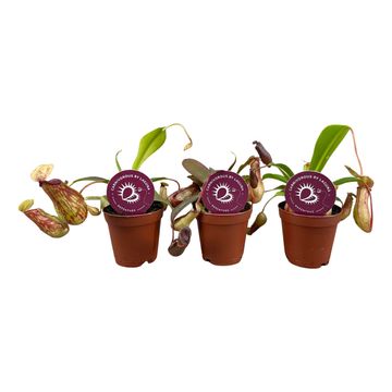 Nepenthes MIX