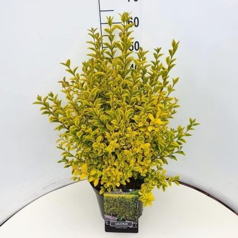 Ligustrum ovalifolium 'Aureum'