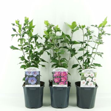 Hibiscus syriacus MIX