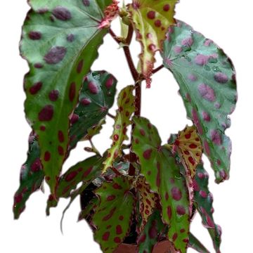 Begonia 'Pink Dottie'