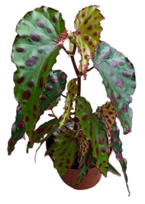 Begonia 'Pink Dottie'