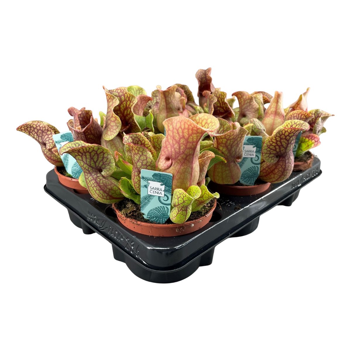 Sarracenia purpurea venosa 'Sylwia' — Plant Wholesale FlorAccess