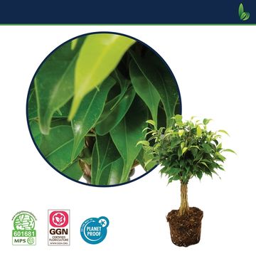 Ficus benjamina 'Babilatos'