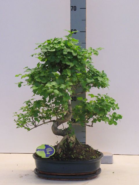 Ligustrum sinense