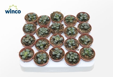 Aloinopsis schooneesii