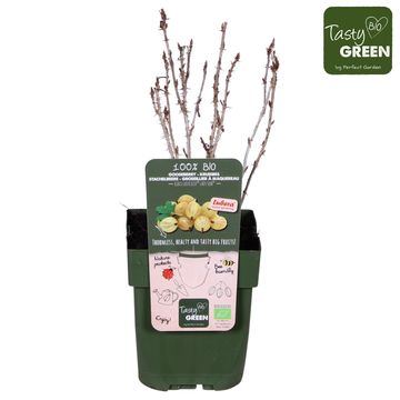Ribes uva-crispa EASYCRISP LADY SUN
