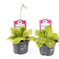 Pinguicula 'Guatemala'