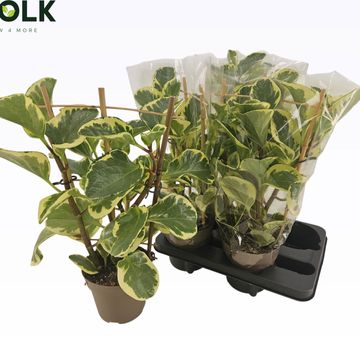 Peperomia obtusifolia 'Obtipan Bicolor'