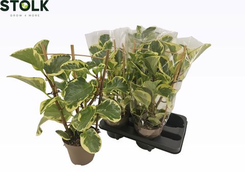 Peperomia obtusifolia 'Obtipan Bicolor'