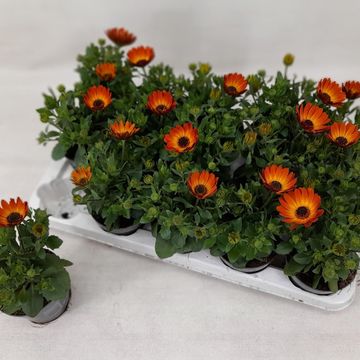 Osteospermum MARGARITA ORANGE FLARE