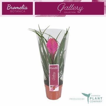 Tillandsia cyanea 'Anita'