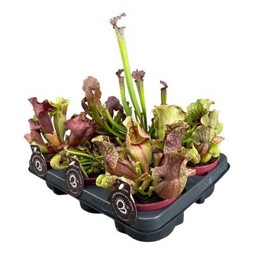 Sarracenia MIX