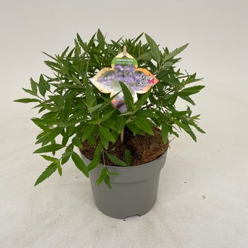 Caryopteris x clandonensis 'Kew Blue'