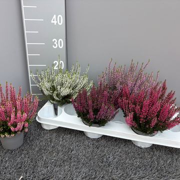 Calluna vulgaris GARDEN GIRLS MIX