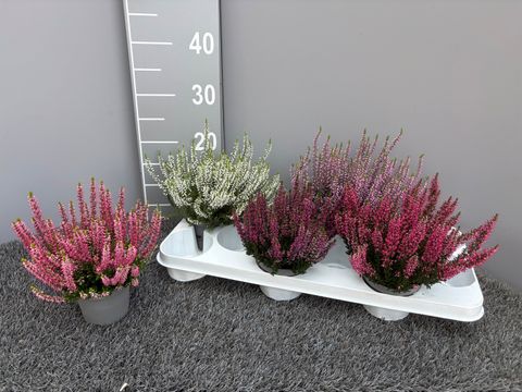 Calluna vulgaris GARDEN GIRLS MIX