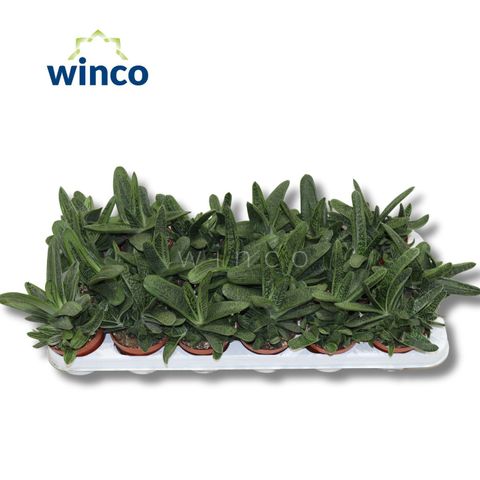 Gasteria 'Little Warty'