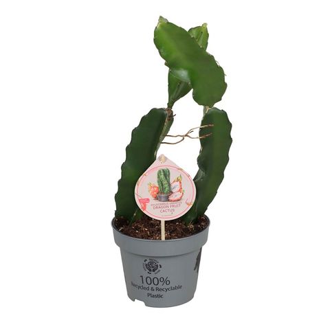 Hylocereus undatus