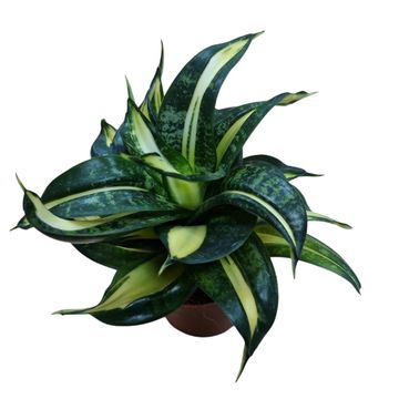 Sansevieria hahnii 'Spiral Star'